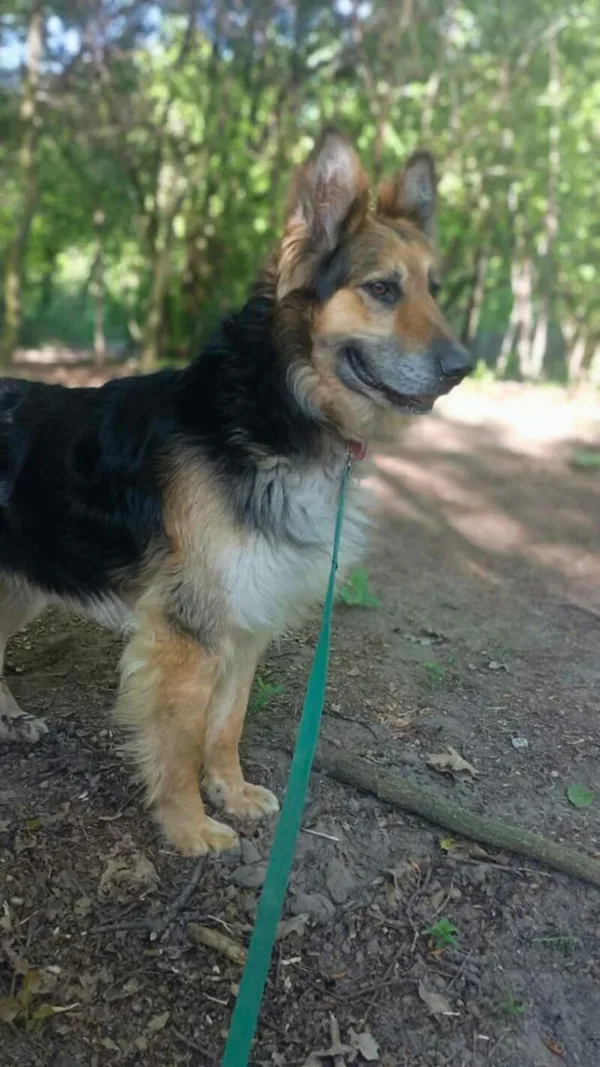 Pies do adopcji, Zgierz, 3 marca 2025 (2/5)