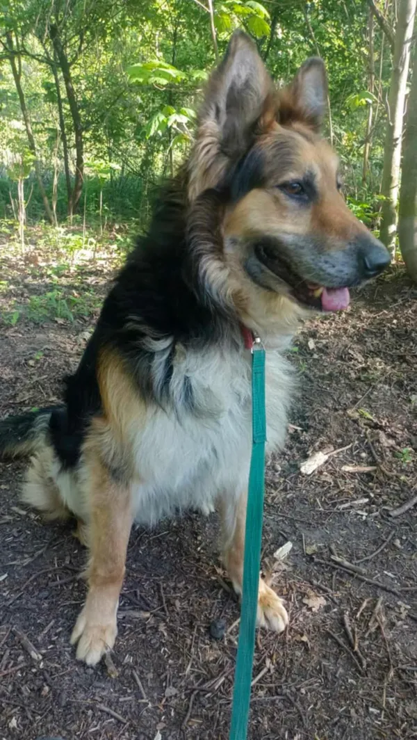 Pies do adopcji, Zgierz, 3 marca 2025 (4/5)