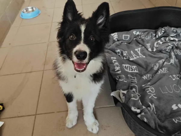 Znaleziono psa, Bydgoszcz, 3 marca 2025