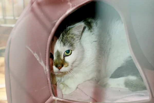 Znaleziono kota, Wałbrzych, 24 lutego 2025