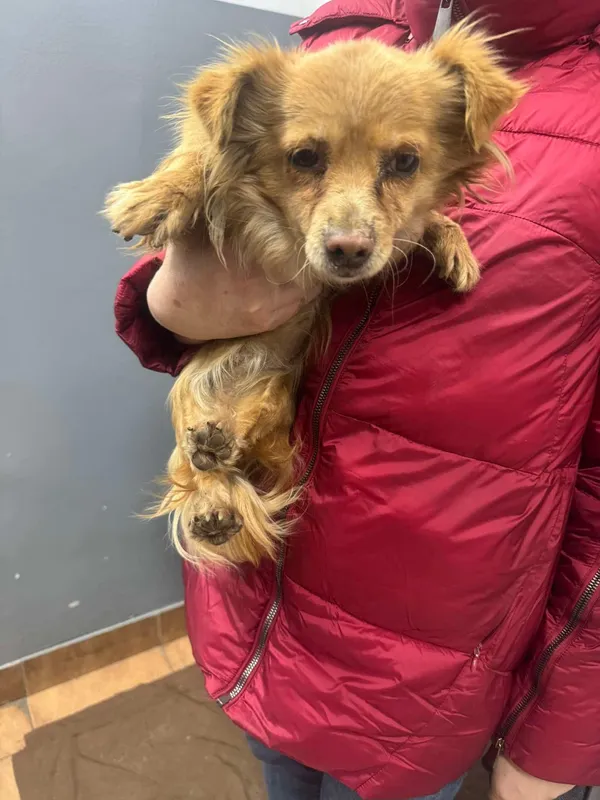 Znaleziono psa, Sosnowiec, 2 marca 2025