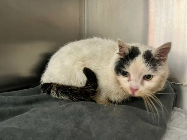 Znaleziono kota, Bydgoszcz, 1 marca 2025