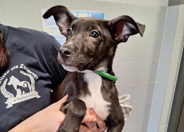 Znaleziono psa, Bydgoszcz, 25 lutego 2025