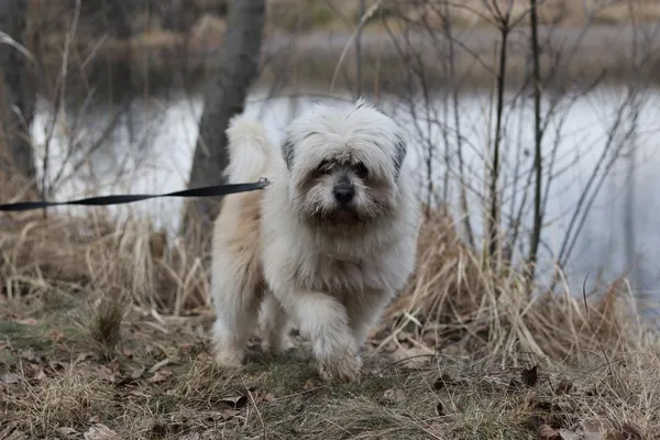 Pies do adopcji, Dłużyna Górna, 3 marca 2025 (3/5)