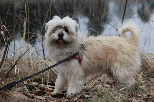 Pies do adopcji, Dłużyna Górna, 3 marca 2025 (4/5)