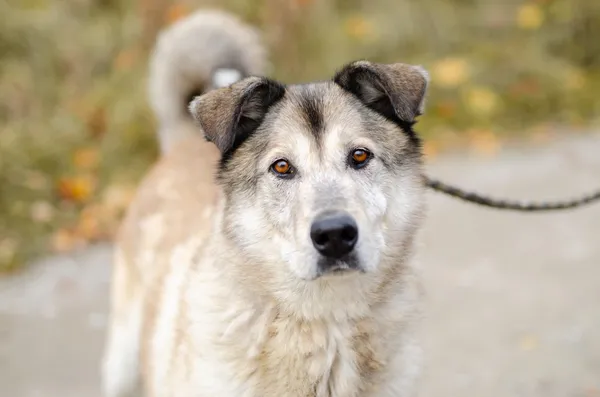 Oddam psa, Łomża, 4 marca 2025 (1/4)