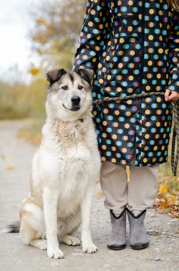 Oddam psa, Łomża, 4 marca 2025 (2/4)