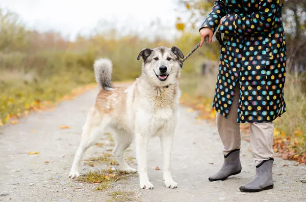 Oddam psa, Łomża, 4 marca 2025 (3/4)