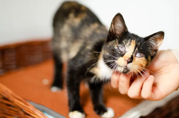 Oddam kota, Sopot, 4 marca 2025 (2/5)