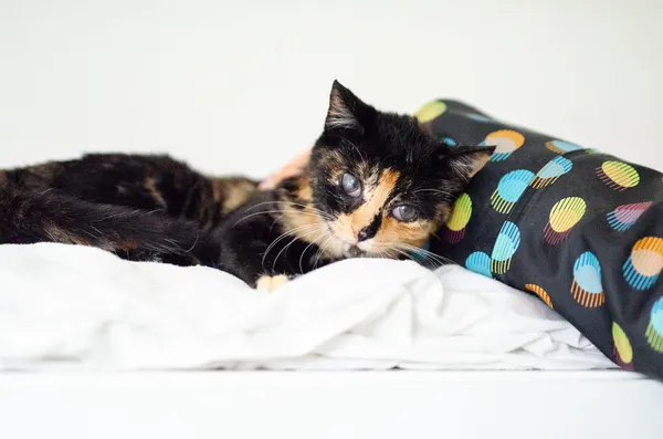 Oddam kota, Sopot, 4 marca 2025 (3/5)