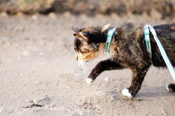 Oddam kota, Sopot, 4 marca 2025 (4/5)