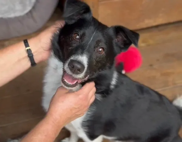 Pies do adopcji, Głowno, 3 marca 2025 (1/5)