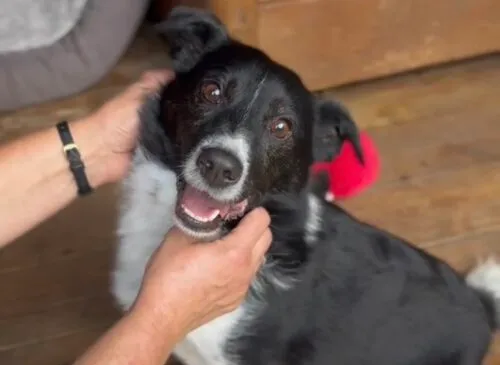 Pies do adopcji, Głowno, 3 marca 2025 (2/5)