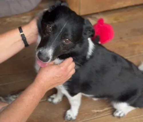 Pies do adopcji, Głowno, 3 marca 2025 (3/5)