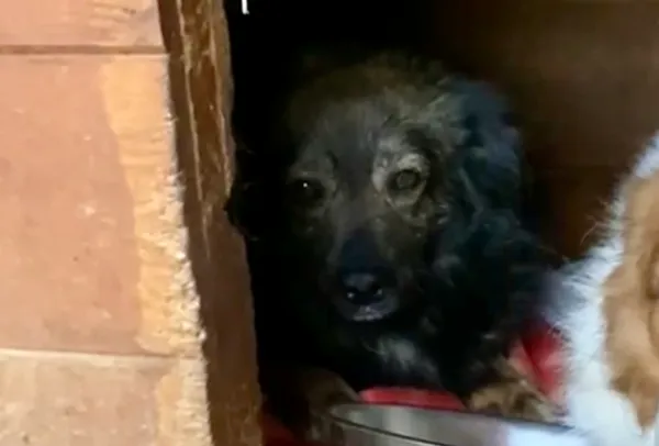 Pies do adopcji, Głowno, 3 marca 2025 (1/2)