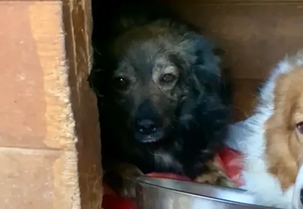 Pies do adopcji, Głowno, 3 marca 2025 (2/2)