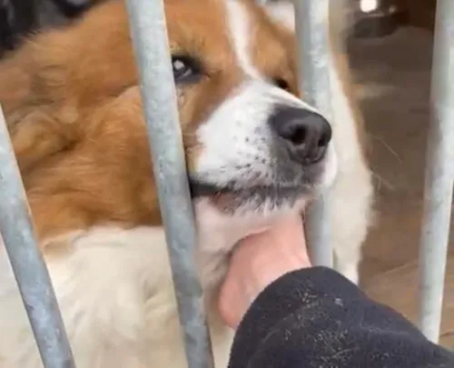 Pies do adopcji, Głowno, 3 marca 2025 (1/5)