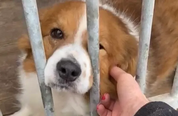 Pies do adopcji, Głowno, 3 marca 2025 (2/5)