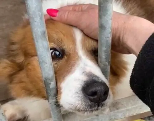 Pies do adopcji, Głowno, 3 marca 2025 (3/5)