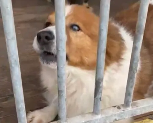 Pies do adopcji, Głowno, 3 marca 2025 (4/5)