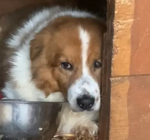 Pies do adopcji, Głowno, 3 marca 2025 (5/5)