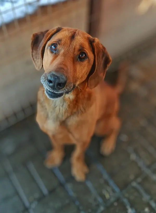 Oddam psa, Gdańsk, Oliwa, 4 marca 2025 (1/4)