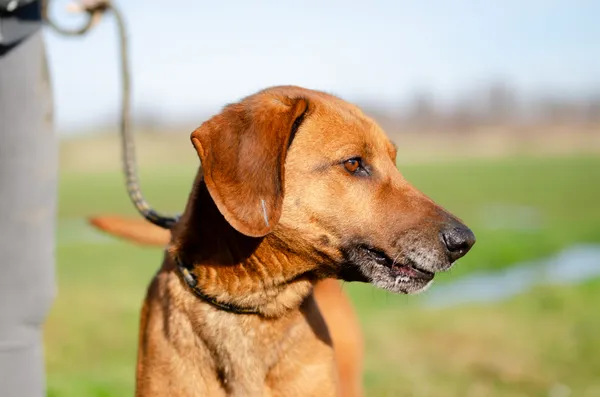 Oddam psa, Gdańsk, Oliwa, 4 marca 2025 (3/4)