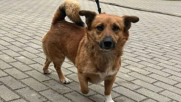 Znaleziono psa, Tatary, 7 lutego 2025