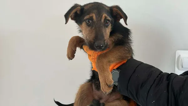 Znaleziono psa, Tatary, 5 lutego 2025