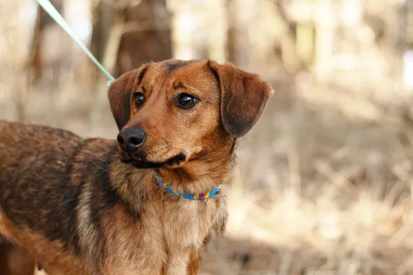 Pies do adopcji, Nowodwór, 3 marca 2025 (1/5)