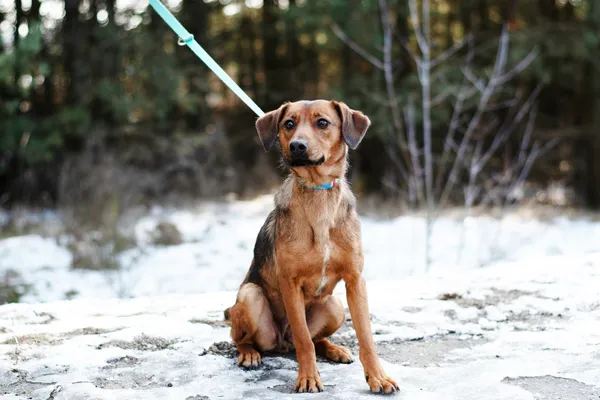 Pies do adopcji, Nowodwór, 3 marca 2025 (4/5)