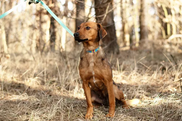 Pies do adopcji, Nowodwór, 3 marca 2025 (5/5)