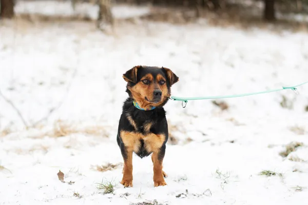 Pies do adopcji, Nowodwór, 3 marca 2025 (3/5)