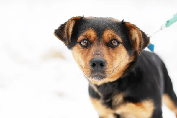 Pies do adopcji, Nowodwór, 3 marca 2025 (4/5)