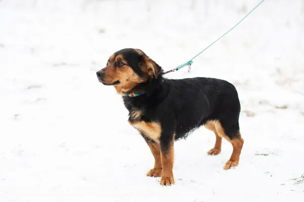 Pies do adopcji, Nowodwór, 3 marca 2025 (5/5)