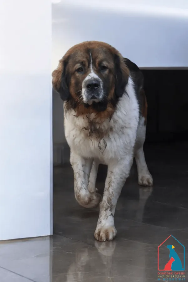 Pies do adopcji, Grudziądz, 23 lutego 2025