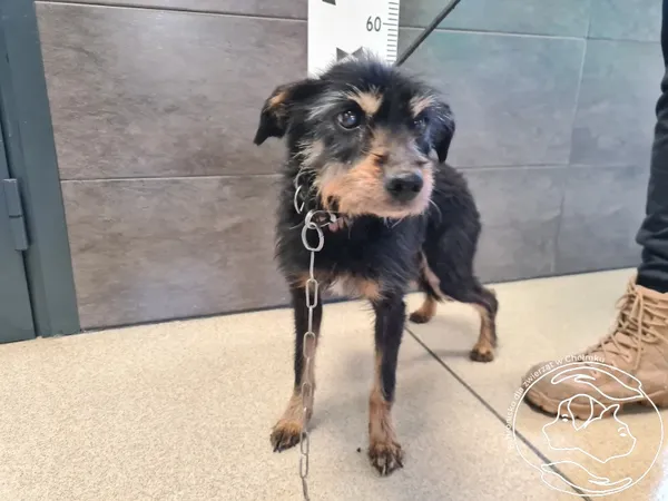 Znaleziono psa, Chełmek, 4 marca 2025