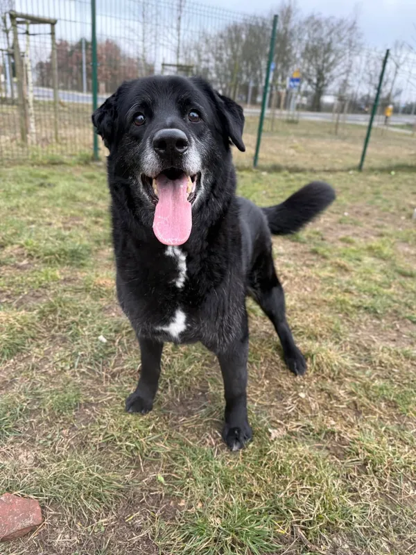 Pies do adopcji, Bydgoszcz, 22 kwietnia 2025 (2/3)