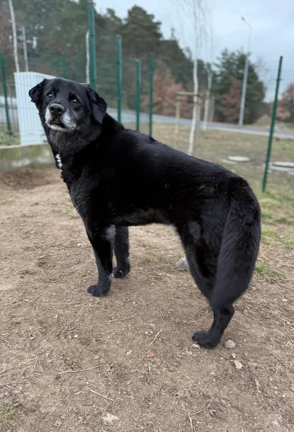 Pies do adopcji, Bydgoszcz, 22 kwietnia 2025 (3/3)