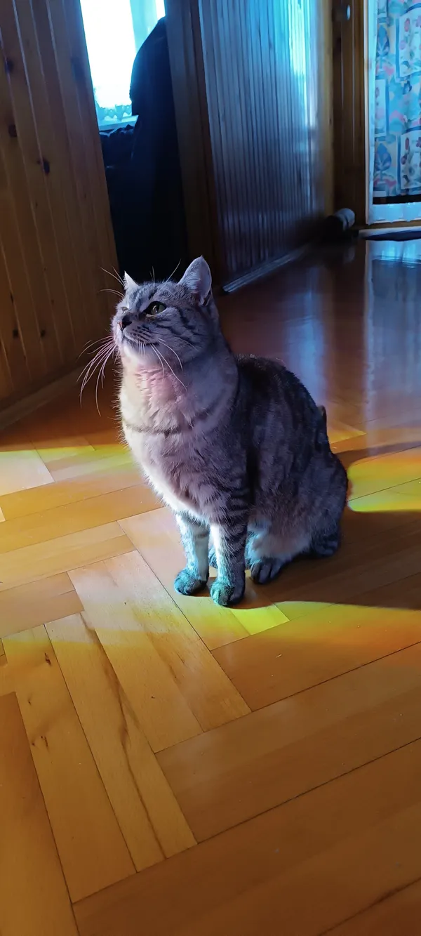 Zaginął kot, Imielin, Jamnice, 5 marca 2025 (1/4)