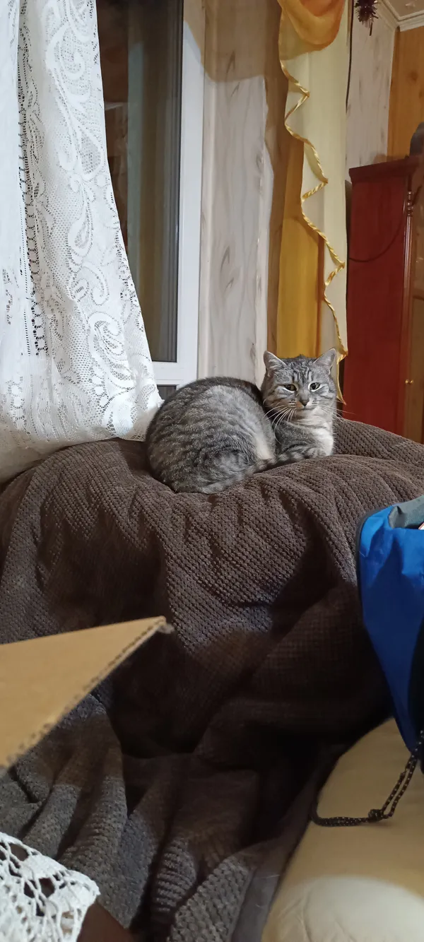 Zaginął kot, Imielin, Jamnice, 5 marca 2025 (2/4)