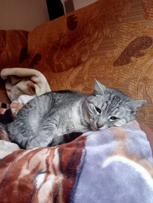 Zaginął kot, Imielin, Jamnice, 5 marca 2025 (3/4)