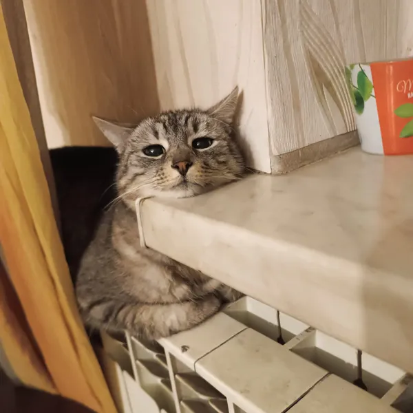 Zaginął kot, Imielin, Jamnice, 5 marca 2025 (4/4)