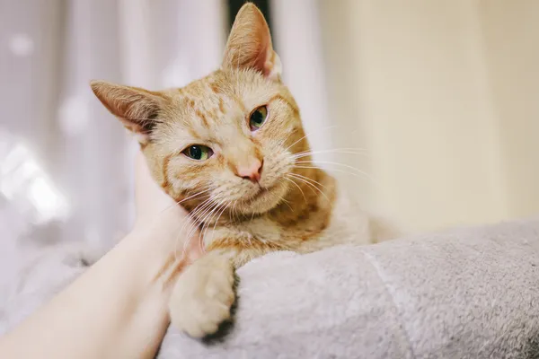 Kot do adopcji, Sosnowiec, 9 grudnia 2024 (1/5)