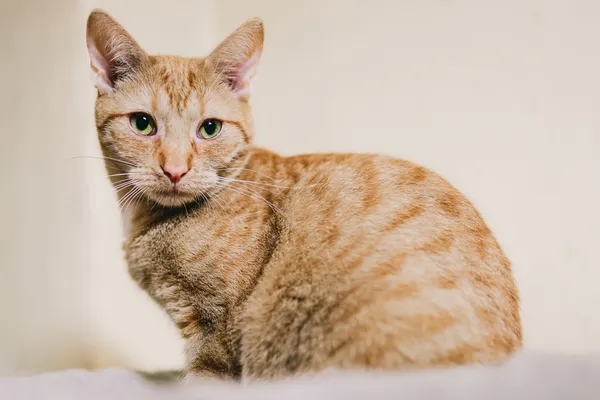 Kot do adopcji, Sosnowiec, 9 grudnia 2024 (2/5)