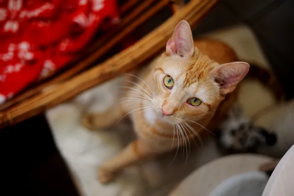 Kot do adopcji, Sosnowiec, 9 grudnia 2024 (3/5)