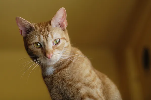 Kot do adopcji, Sosnowiec, 9 grudnia 2024 (4/5)