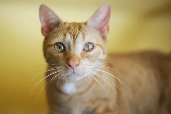 Kot do adopcji, Sosnowiec, 9 grudnia 2024 (5/5)