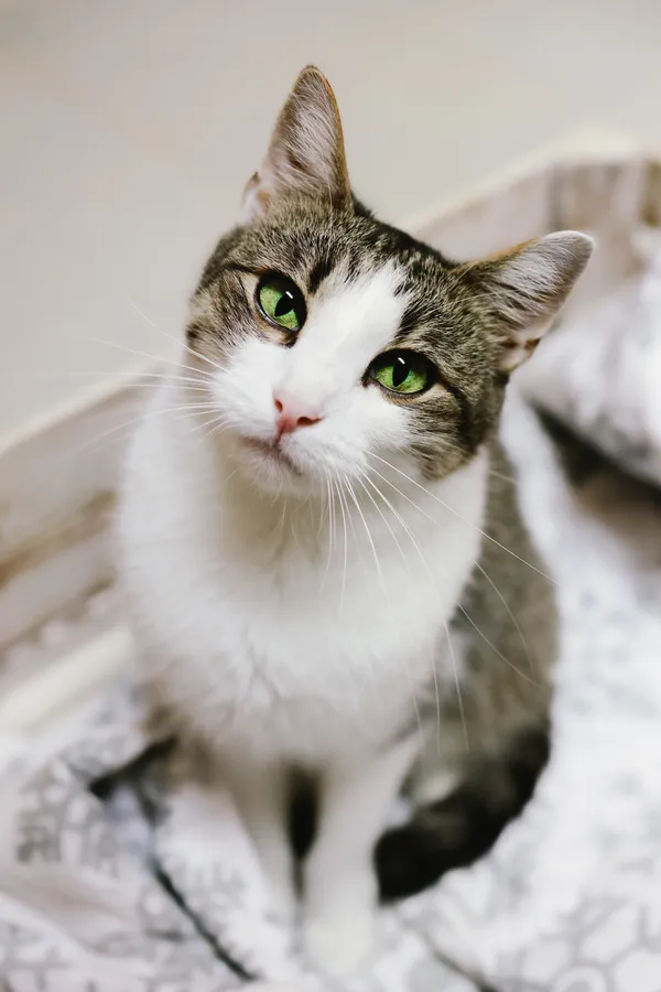 Kot do adopcji, Sosnowiec, 1 lipca 2024 (3/5)