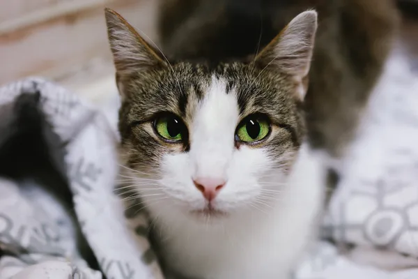 Kot do adopcji, Sosnowiec, 1 lipca 2024 (5/5)